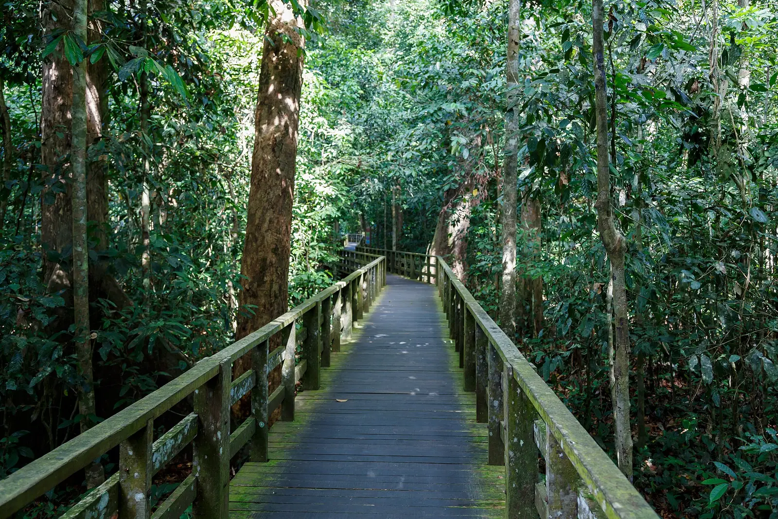 Raised wooden boardwalk through rainforest at Sepilok near Sandakan