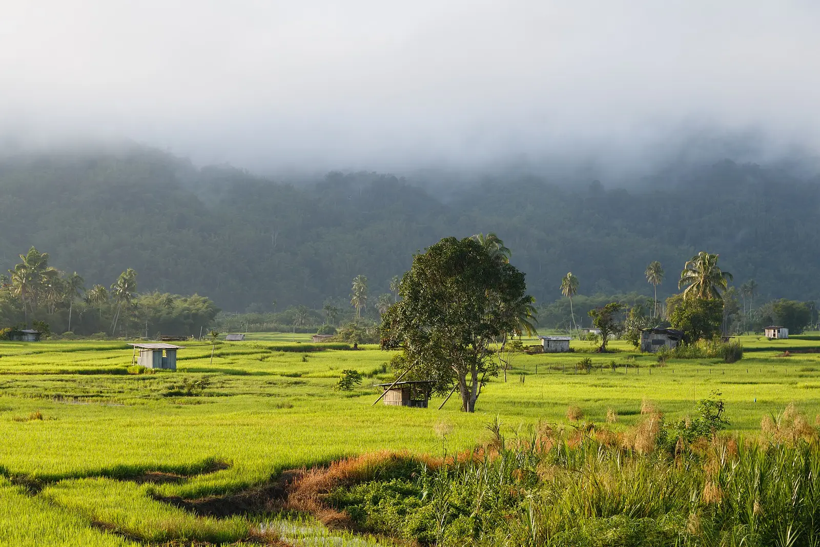 Morning mist over the green rice paddies of the Tambunan valley in Sabah